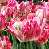 Doświadczona porada: jak sadzić tulipany jesienią w ziemi